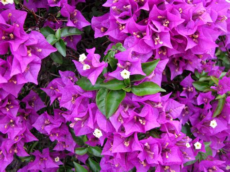 Bougainvillea glabra - Изображение особи - Плантариум
