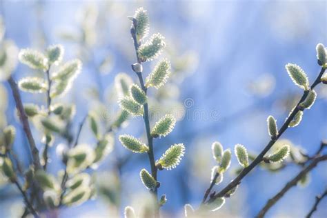 Pussy Willow Branches With Catkins Spring Background Stock Image Image Of Branches Fluffy