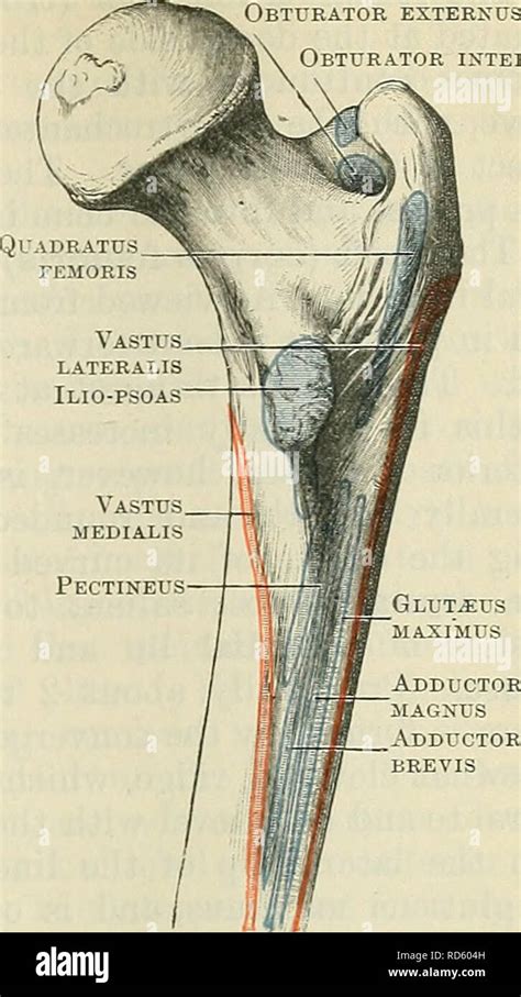 Femur Muscle Attachments