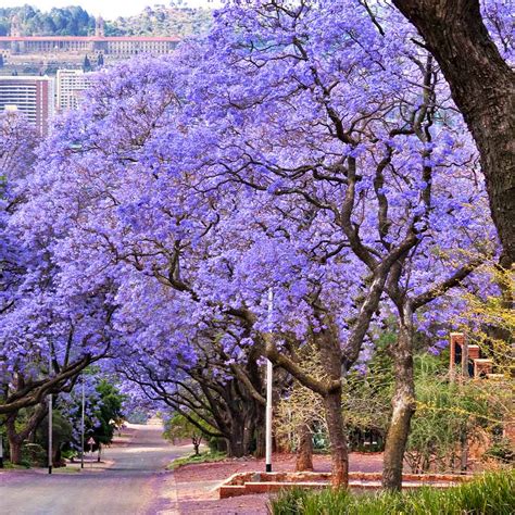 Jacaranda Trees For Sale