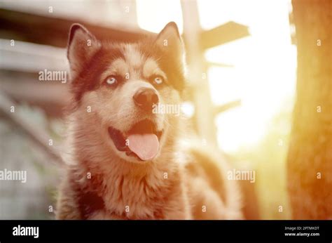 Alaskan Malamute With Blue Eyes The Arctic Malamute Is A Wonderful