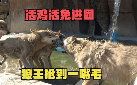 活兔进圈狼叼走撕成两半！ 我在新疆养狼 我在新疆养狼 哔哩哔哩视频