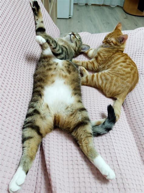 Котики! | Пикабу
