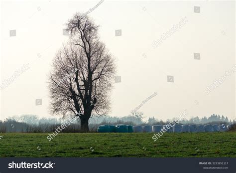 Tall Tree Without Leaves Bales Silage Stock Photo 2233951117 Shutterstock
