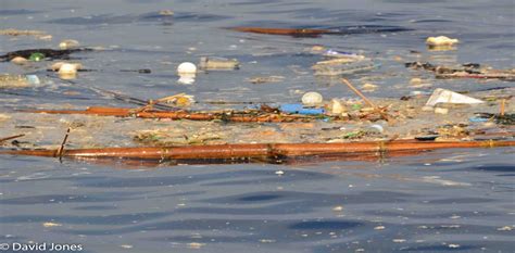 Film Review A Plastic Ocean Shows Us A World Awash With Rubbish