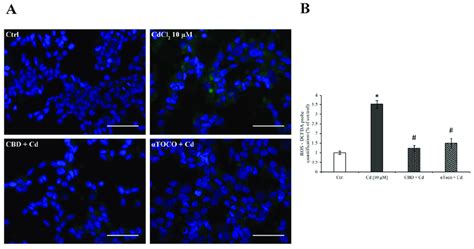 Immunofluorescence Staining And Ros Production Quantification Ros Download Scientific Diagram