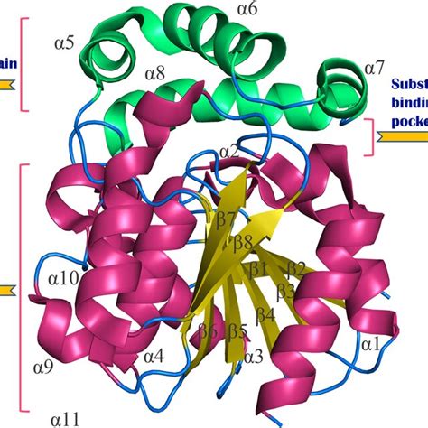 Zearalenone Lactonase Characteristics Modification And Application