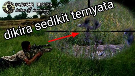 DOVE HUNTING TARGET BURUNG TEKUKUR NYA SANGAT BANYAK YouTube