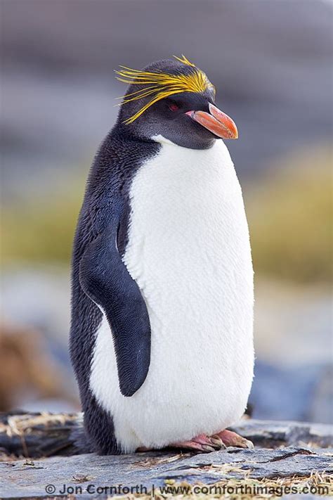 Macaroni penguin - Alchetron, The Free Social Encyclopedia
