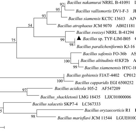 Phylogenetic Tree Of Bacillus Sp TYF LIM B05 Based On Its 16S RRNA