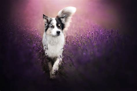 plants, purple, animals, dog, mammals, HD Wallpaper | Rare Gallery