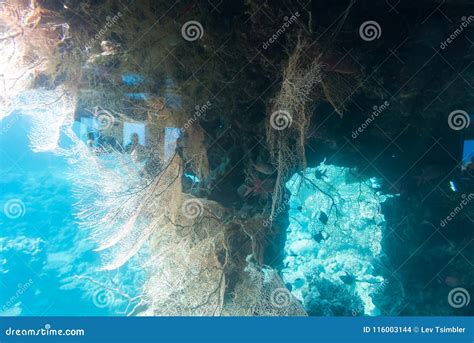 At Coral World Underwater Observatory in Eilat Stock Photo - Image of observatory, aquarium ...