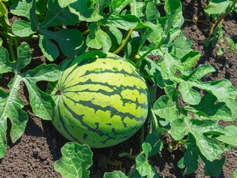 Tips & Information about Watermelons - Gardening Know How