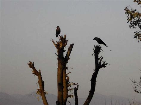Wildlife In Pakistan Photo Albums Summitpost