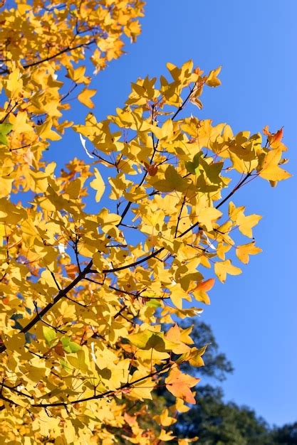 Hojas de colores otoñales del arce de montpellier acer monspessulanum