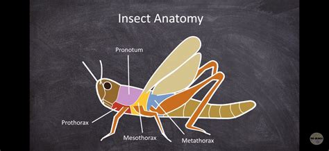 insect anatomy thorax segments
