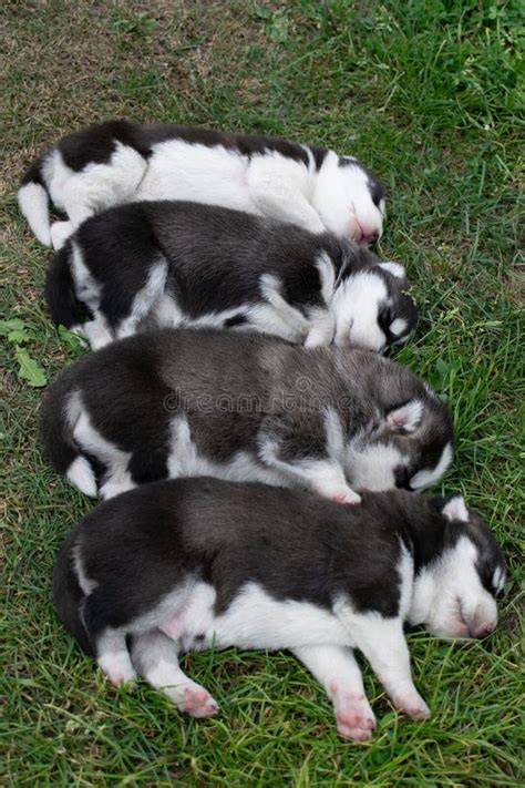 Siberian Husky Puppies Stock Photo Image Of Puppies 225989024