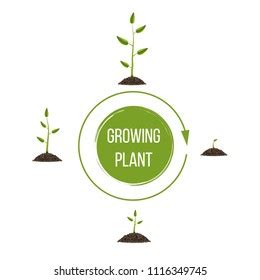 Planting Tree Infographic Phases Plant Growing Over 576 Royalty Free