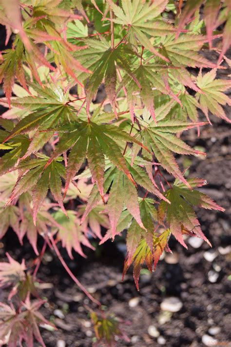 Acer Palmatum Vrtni Center Moga