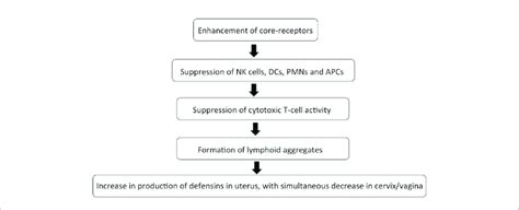 Flowchart Depicting The Effect Of Sex Hormones During Menstrual Cycle Download Scientific