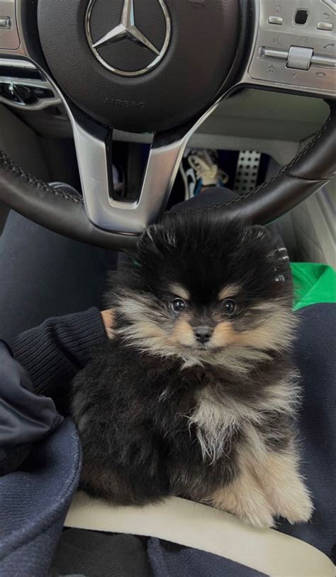 Pin von Gisele auf future pets 💕 | Hunde, Tiere, Zwergspitz