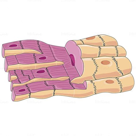 Cardiac Muscle Cells Vector