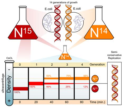 Meselson-stahl experiment diagram - Openclipart