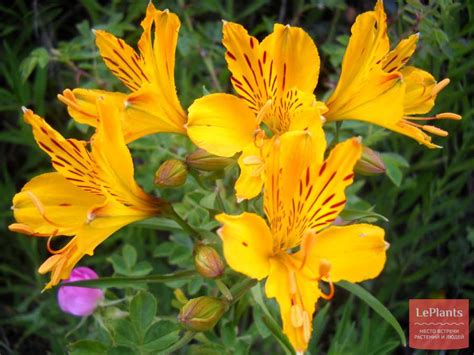Альстремерия карликовая (Alstroemeria Patagonica) — описание ...
