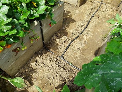 Установить систему капельного орошения в поднятых кроватях с ...