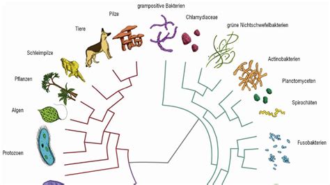 Der Lauf der Geschichte Modellierung phylogenetischer Stammbäume am