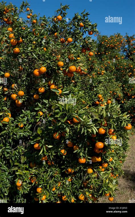 Orange Groves In Polk County Central Florida Usa Stock Photo Alamy