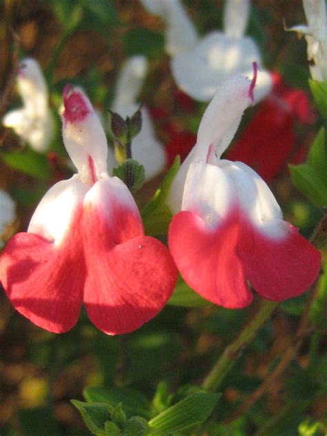 Salvia Hot Lips In 68mm Super Tube Trigg Plants