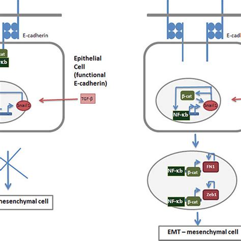 Emt Tfs Are Controlled By Self Inhibition And Self Activation The