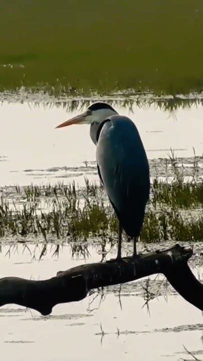 bagula bird beautiful heron video bgal herons viralvideo