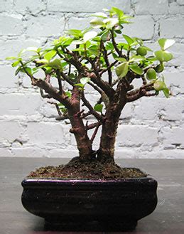 Портулакария (Portulacaria afra)