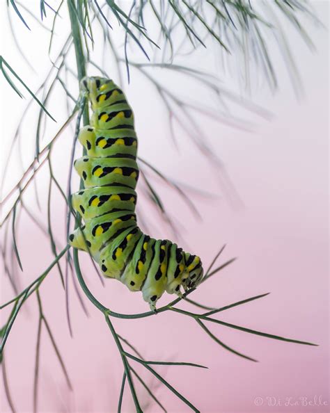 The lifecycle of... - Waterman Conservation Education Center | Facebook