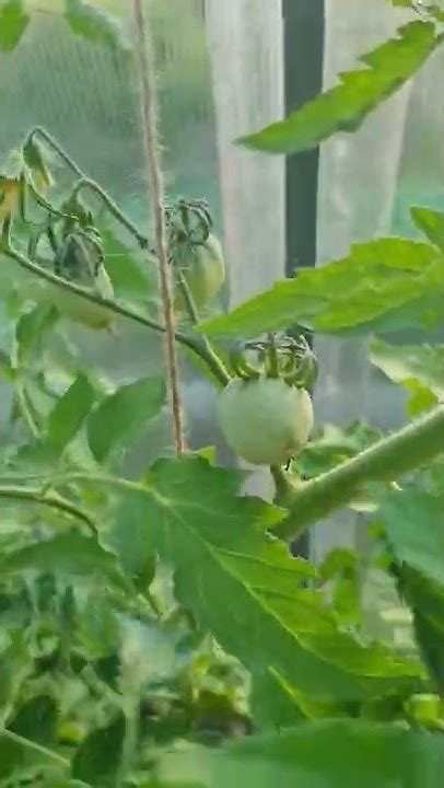 Томат Абаканский розовый от #сибирскийсад #томаты #огородники #огород # ...