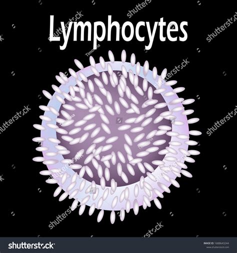 Structure Lymphocyte Lymphocytes Blood Cell White Stock Vector (Royalty ...