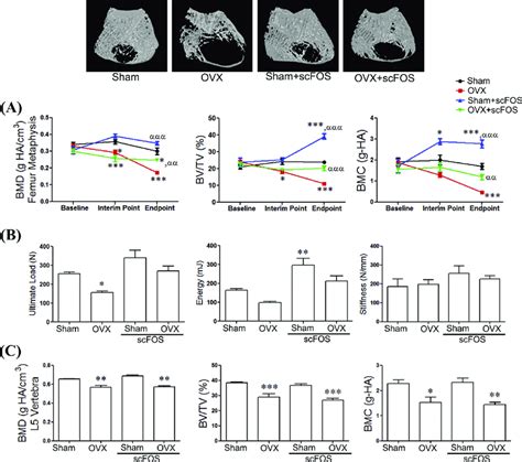 ScFOS Increases Bone Mass And Bone Strength In Sham And OVX Rats A