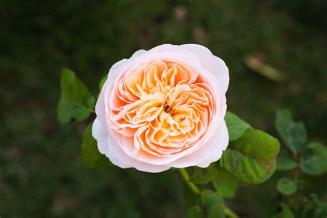 The Prettiest Flowers In The World — Most Beautiful Flowers