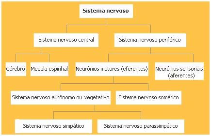 Organização Do Sistema Nervoso - Organizacao Do Fluxograma Do Sistema Nervoso SISTEMA NERVOSO: ESTUDO