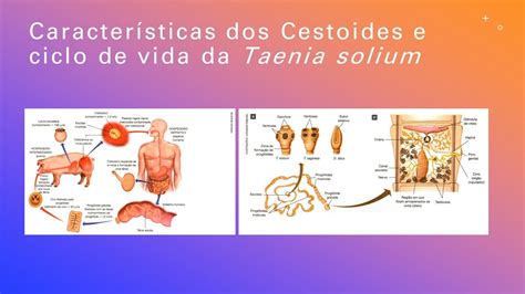 Caracter Sticas Gerais Dos Platelmintos Cestoides E Ciclo De Vida Da