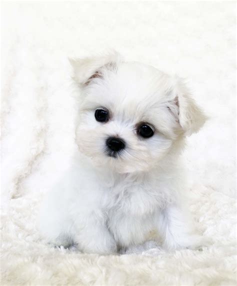Mini Teacup Dogs