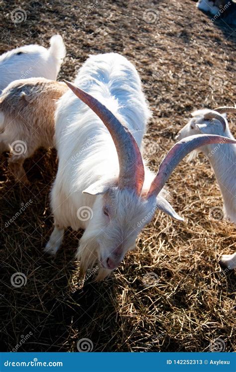 russian white goat stock image image  narrow
