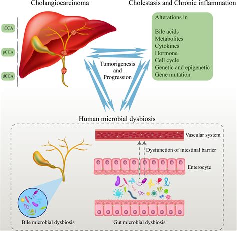 Understanding The Ox Bile-Cancer Link