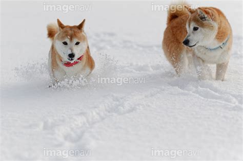 【雪の中の柴犬】の画像素材31233962 写真素材ならイメージナビ