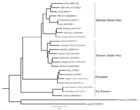 Maximum Likelihood Phylogenetic Tree Of Relationship Between Various