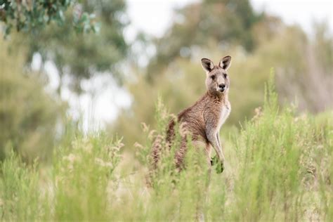 30 Ciekawostek O Kangurach Z Australii Zwierzaki Nad Potokiem