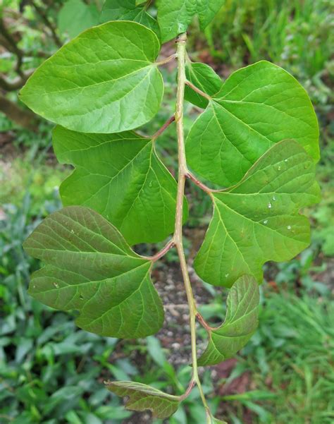 Lindera obtusiloba - Trees and Shrubs Online