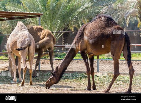 Brown Camels Eating Food In The Farm Near The Old Dariya Riyadh The